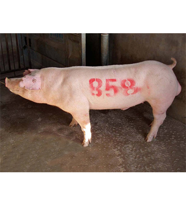 長(cháng)白種豬 